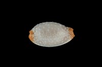 藏品(雞皮寶螺)的圖片